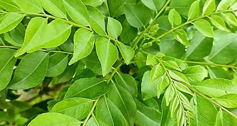 ఖాళీ కడుపుతో కరివేపాకు నమిలితే ప్రయోజనాలు 
