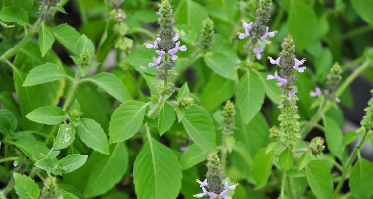 తులసితో నల్ల మచ్చలకు చెక్
