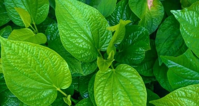 తమలపాకులతో కలిగే ఆరోగ్య ప్రయోజనాలివే
