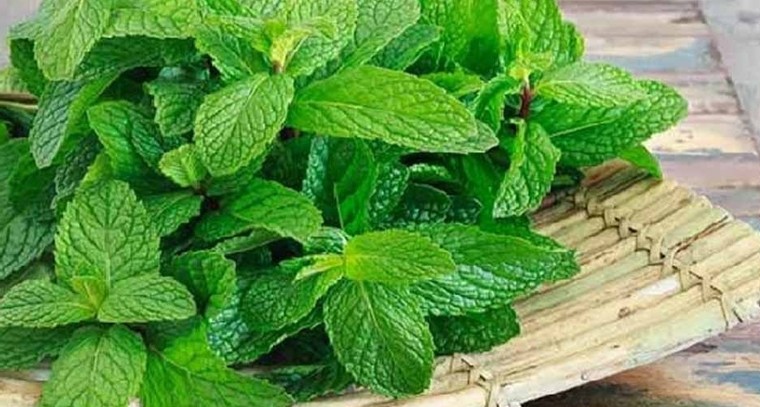 పుదీనా ఆకులతో ఎన్నో ప్రయోజనాలు