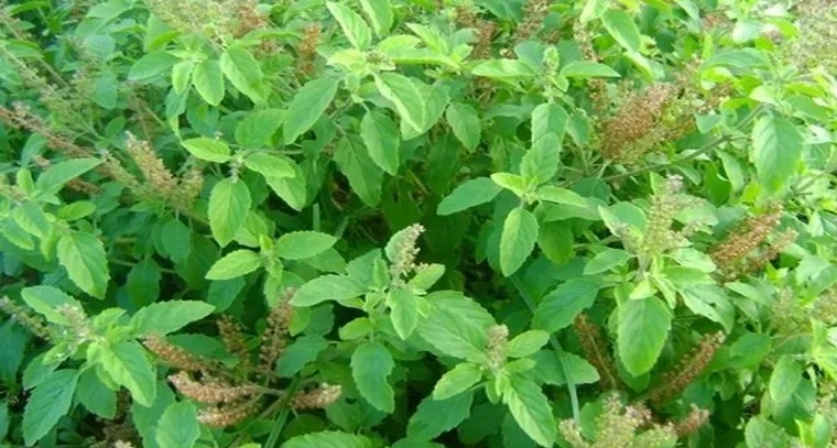 ఈ ఆకులు తింటే వందేళ్లు బతుకుతారు!
