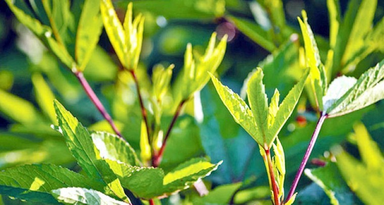 గోంగూరతో ఎన్నో ఆరోగ్యప్రయోజనాలు
