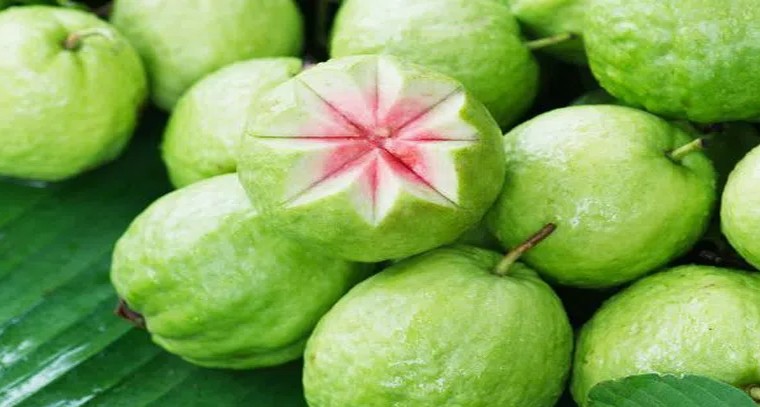 జామకాయతో ఆరోగ్య ప్రయోజనాలు
