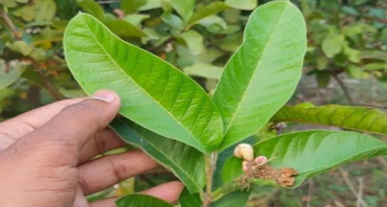 జామ ఆకులతో జుట్టు సమస్యలకు చెక్
