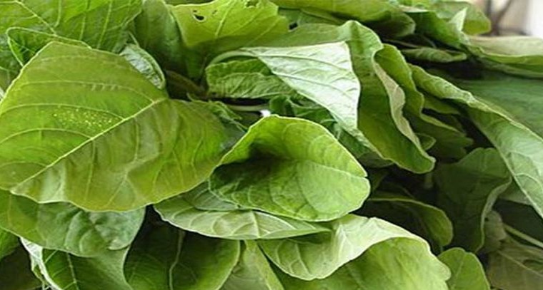 తోట కూర తినడం వల్ల కలిగే ప్రయోజనాలివే
