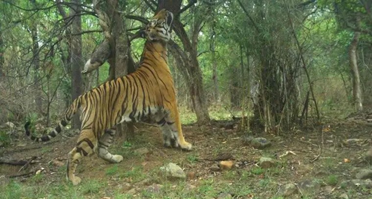 కళ్ళకు మసాజ్ చేస్తే మంచిదేగా..!
