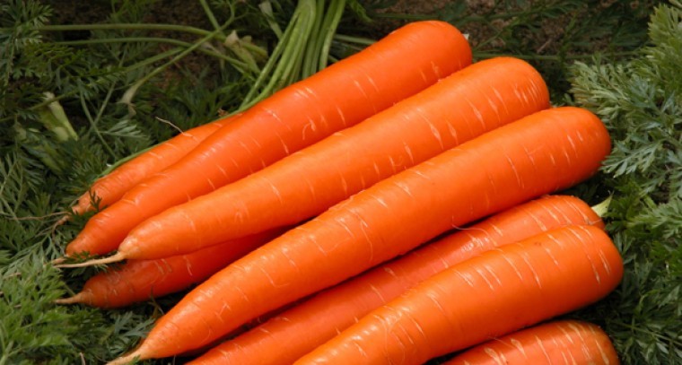 క్యారెట్ తింటే ఎన్నో ఆరోగ్య లాభాలు
