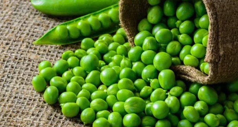 పచ్చి బఠానీలతో ఎన్నో ఆరోగ్య ప్రయోజనాలు
