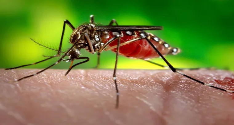 దోమల గురించి మీకు తెలియని విషయాలు ఇవే.!
