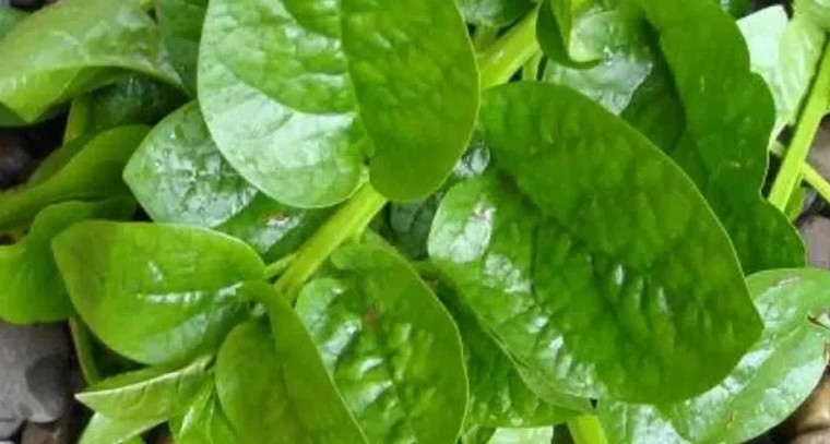 బచ్చలితో ఎన్నో ఆరోగ్య ప్రయోజనాలు
