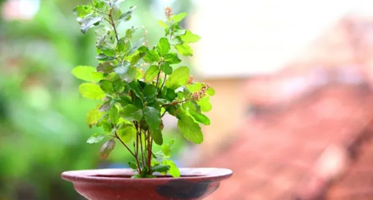 తులసి ఆకులు తినడం వల్ల కలిగే ప్రయోజనాలు
