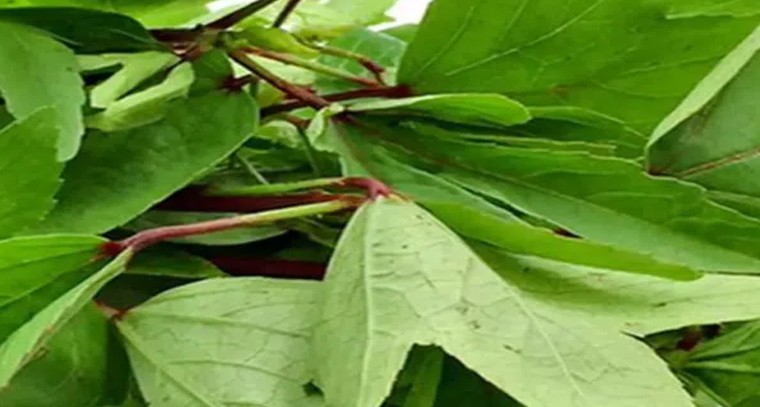 గోంగూరతో ఈ రోగాలు పరార్
