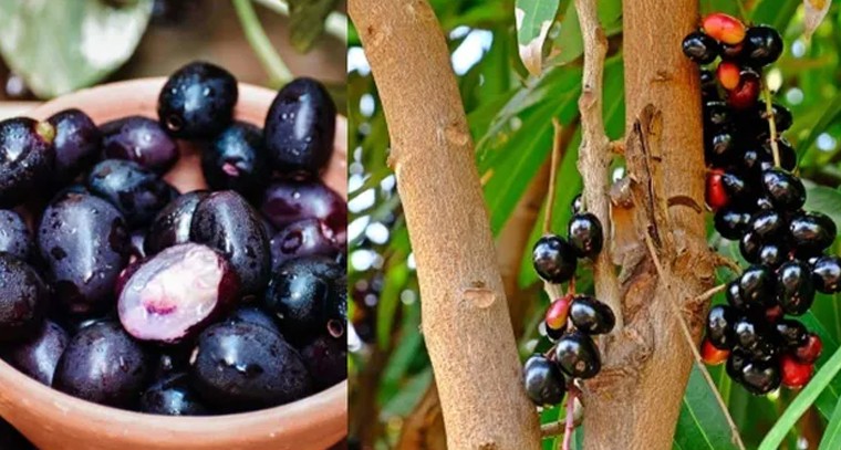 నేరేడు సాగు చేసే విధానం ఇదే
