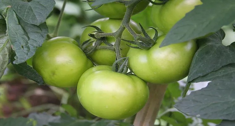 గ్రీన్ టమాటోలతో అద్భుతమైన లాభాలు
