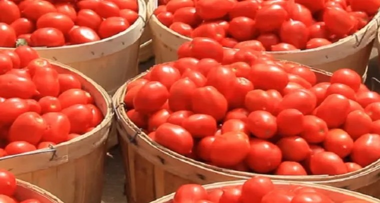 3,750 కేజీల టమాటా చోరీ
