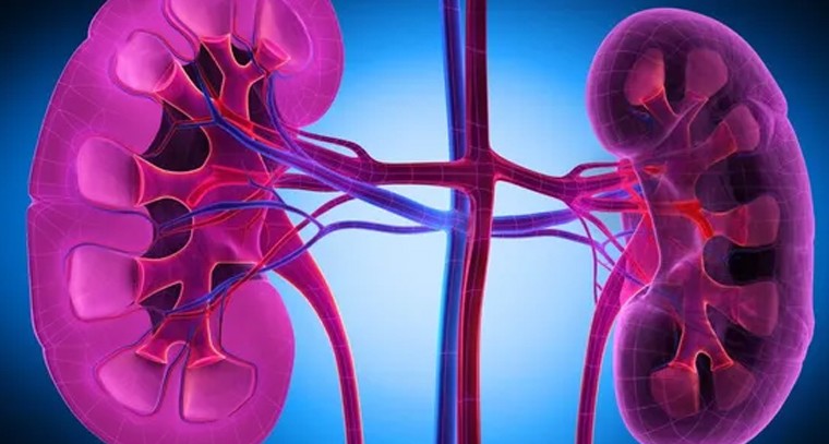 ఈ 5 కారణాల వల్లే కిడ్నీ సమస్యలు
