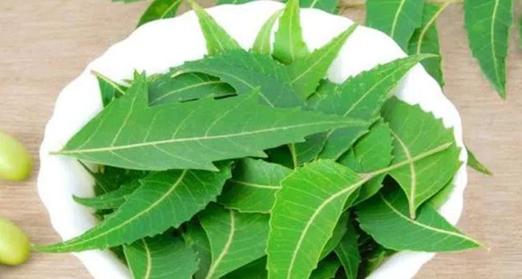 వేపాకుతో ఈ సమస్యలకు చెక్
