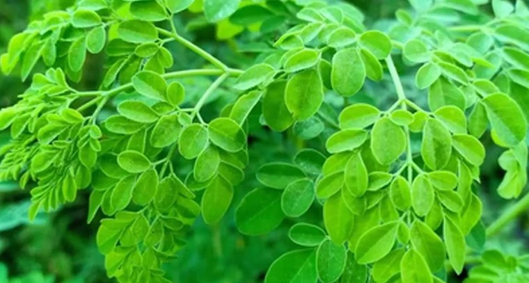 మునగాకు వల్ల కలిగే ప్రయోజనాలు 