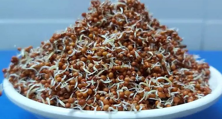 మొలకెత్తిన రాగులతో ఎన్నో బెనిఫిట్స్
