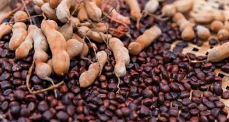 చింతపండు గింజల వల్ల కలిగే ప్రయోజనాలు 