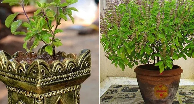 తులసి మొక్క వద్ద వీటిని అస్సలు ఉంచవద్దు
