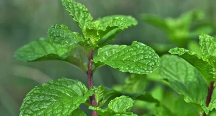 పుదీనాతో కలిగే ఆరోగ్య లాభాలు
