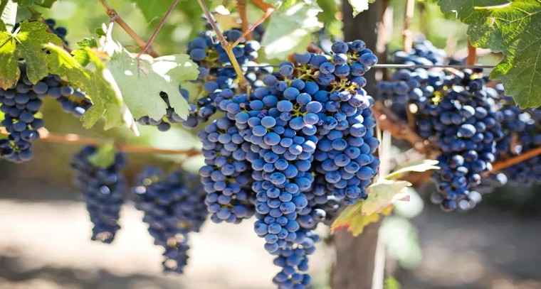 నల్ల ద్రాక్షతో కలిగే ఆరోగ్య ప్రయోజనాలు