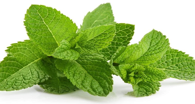 అన్ని సీజన్లలో 16 విధాలుగా రక్షిస్తున్న పుదీనా