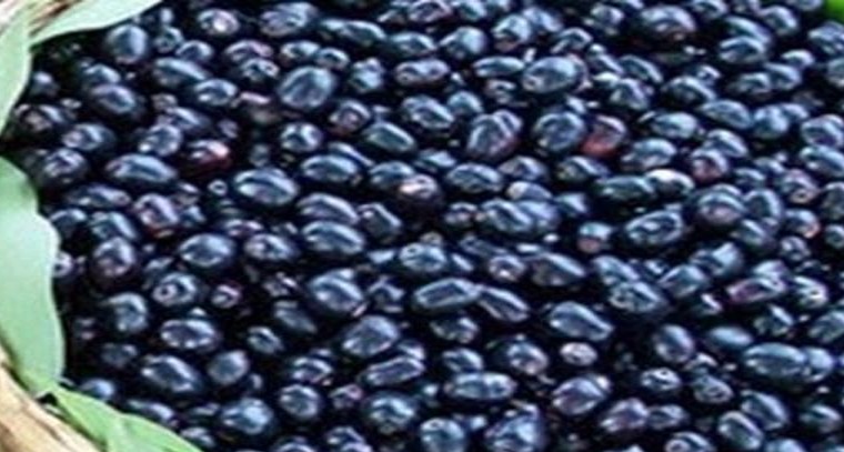 నేరేడు పండ్లు ఎక్కువగా తినేవారికి అలర్ట్
