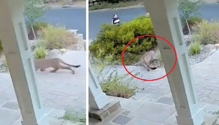 కన్నులపండుగగా సీతారాముల నిత్యకళ్యాణం
