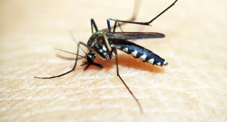 దోమల నుండి ఉపశమనం పొందండిలా
