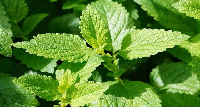 పుదీనా ఫేస్ ప్యాక్ తో మీ గ్లామర్ డబుల్!
