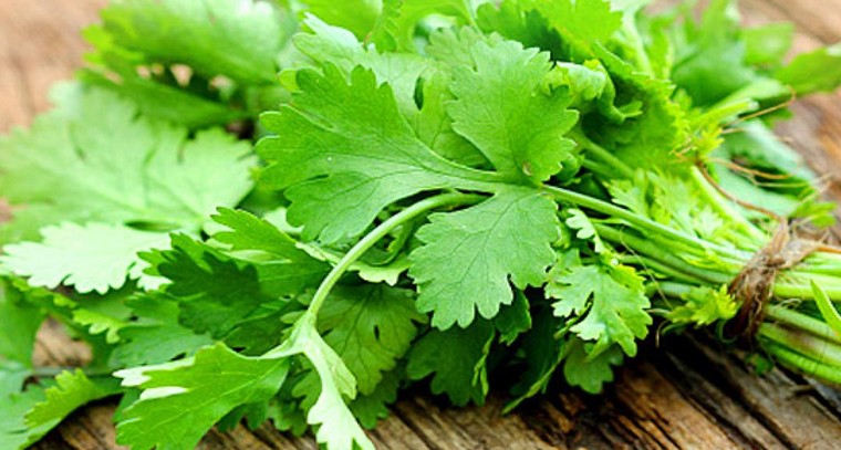 కొత్తిమీర తింటే కలిగే ఆరోగ్య ప్ర‌యోజ‌నాలివే
