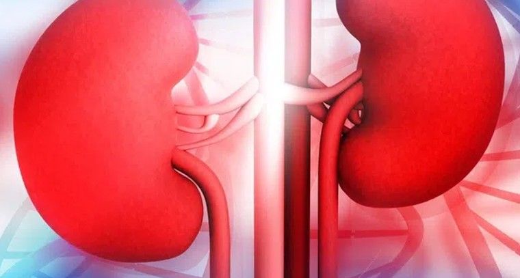 కిడ్నీలు ఆరోగ్యంగా ఉండాలంటే ఇవి తినండి
