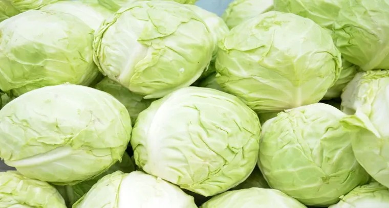 క్యాబేజీలో కాన్సర్ నిరోదించే గుణాలు
