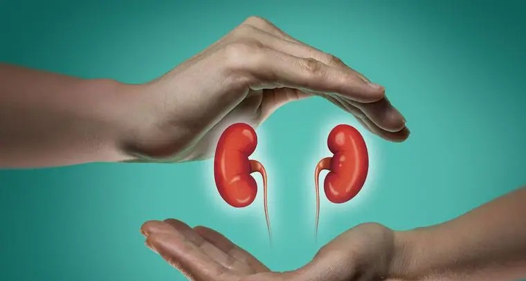 వాటిలో కిడ్నీ వ్యాధులకు చెక్
