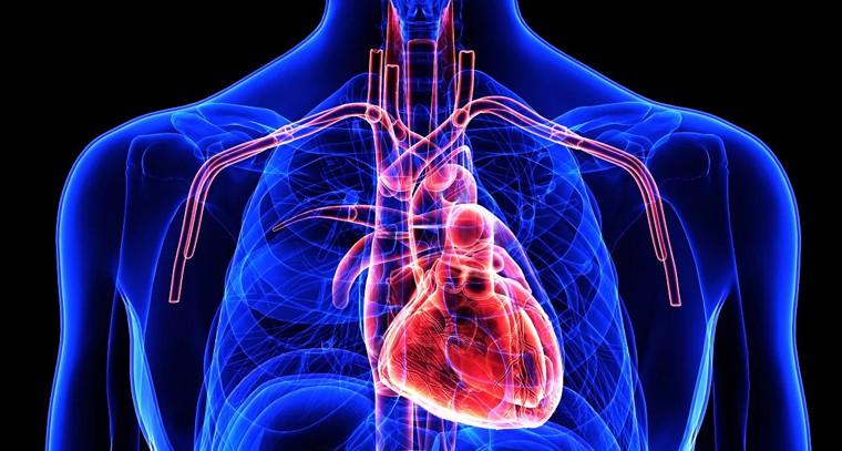 గుండెకు మేలు చేసేవి ఇవే
