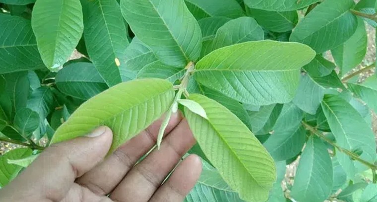 జామ ఆకులతో కలిగే ఆరోగ్య ప్రయోజనాలు
