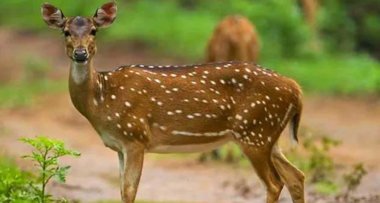ఉప్పు ఎక్కువగా తీసుకుంటే జీవితకాలం తగ్గుతుందట!
