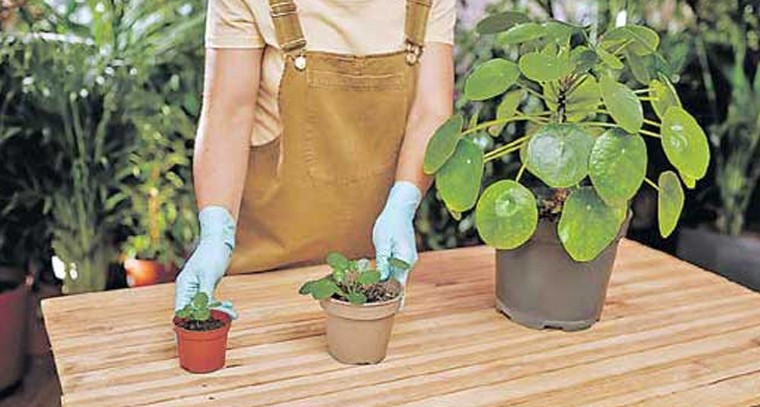 ఈ దిక్కుల్లో మొక్కలు నాటొద్దు!
