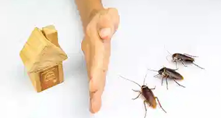 ఇంట్లో బొద్దింకల నివారణకు ఇలా చేయండి..!
