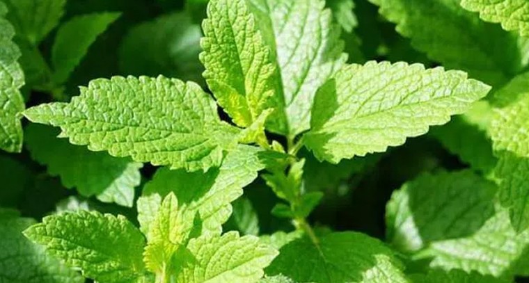 పుదీనాతో ఇన్ని లాభాలున్నాయా?
