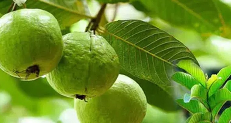 జామ కాయతో కలిగే ఆరోగ్య ప్రయోజనాలివే
