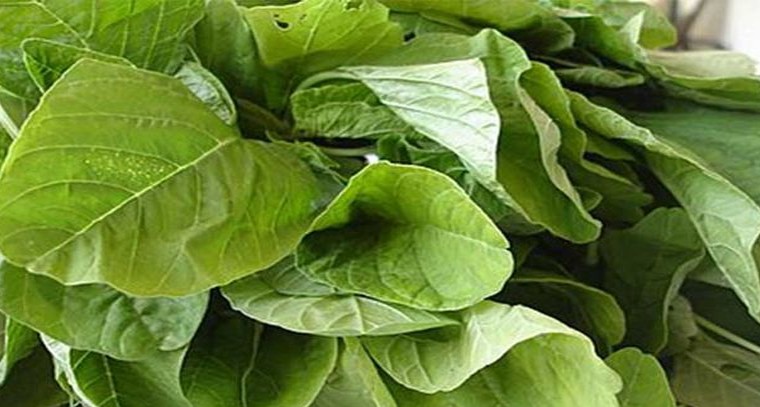 తోట కూర తినడం వల్ల కలిగే ప్రయోజనాలు