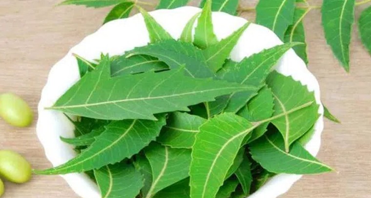 వేపాకుతో ఈ సమస్యలకు చెక్
