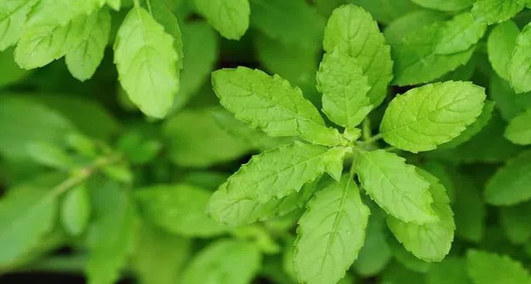 తులసితో ఆరోగ్య ప్రయోజనాలు
