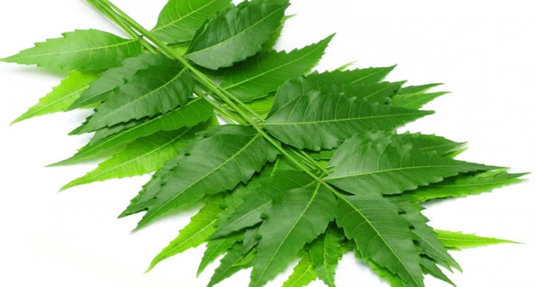 వేపాకుతో ఈ సమస్యలకు చెక్
