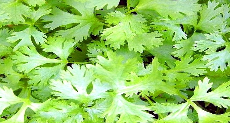 కొత్తిమీర తినడం వల్ల కలిగే ఆరోగ్య ప్రయోజనాలివే!
