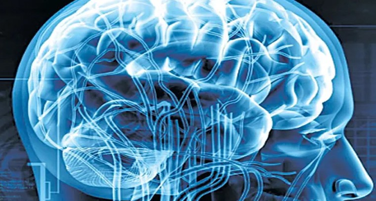 కొవ్వుతో మెదడుకు ప్రమాదం
