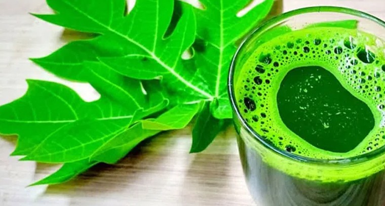 బొప్పాయి ఆకుతో ప్లేట్‌లెట్స్‌ పెంచేయండిలా!
